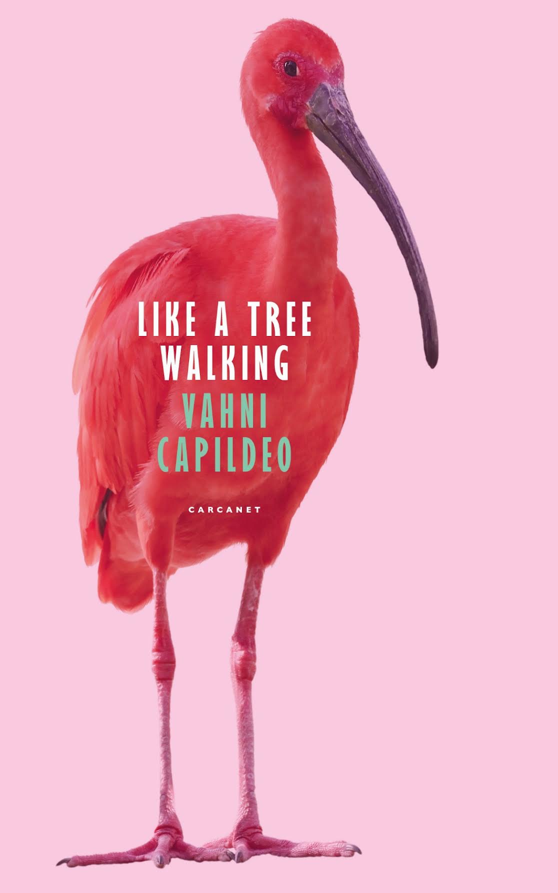 Book cover for “Like a Tree Walking” by Vahni Capildeo, featuring a scarlet ibis against a pink background, as seen in the December 2021 Bocas Book Bulletin.