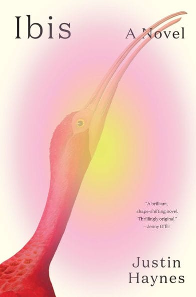 Book cover for Ibis by Justin Haynes, featuring a pink ibis bird and a testimonial from Jenny Offill, as seen in the January 2025 Bocas Book Bulletin.